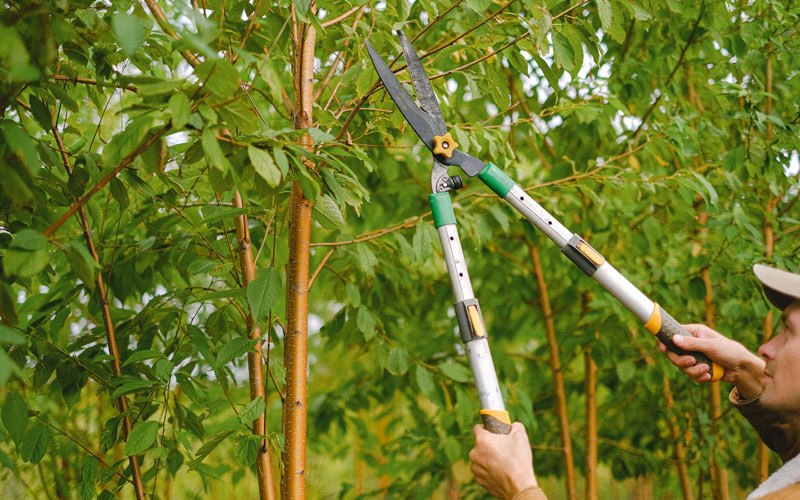 Tree trimming in Gurdon, AR
